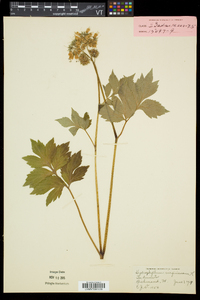 Hydrophyllum virginianum image