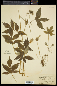 Hydrophyllum virginianum image