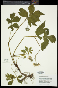 Hydrophyllum virginianum image