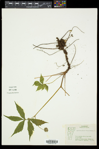 Hydrophyllum virginianum image