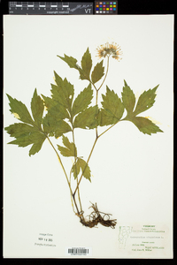 Hydrophyllum virginianum image