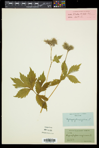 Hydrophyllum virginianum image