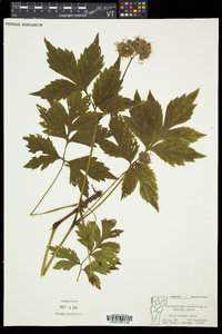 Hydrophyllum virginianum image