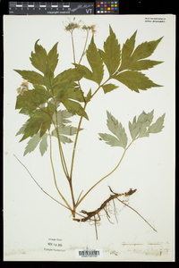 Hydrophyllum virginianum image