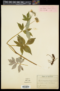 Hydrophyllum virginianum image