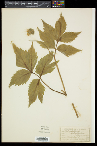 Hydrophyllum virginianum image