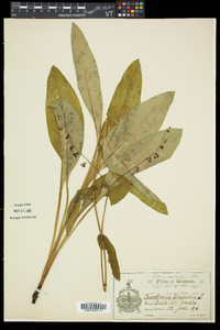 Cynoglossum virginianum image