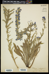 Echium vulgare image