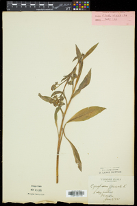 Cynoglossum officinale image