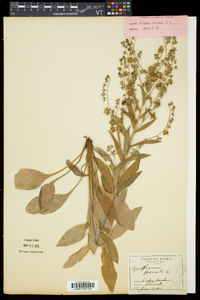 Cynoglossum officinale image