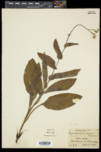 Cynoglossum virginianum image