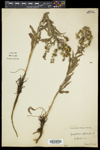 Cynoglossum officinale image