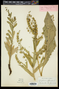 Cynoglossum officinale image