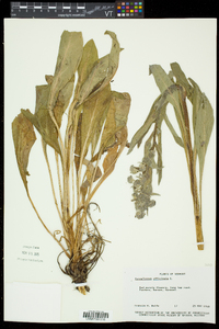 Cynoglossum officinale image