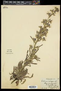 Echium vulgare image