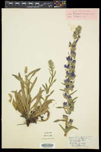 Echium vulgare image