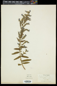 Echium vulgare image