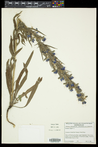 Echium vulgare image