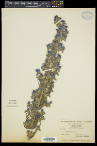 Echium vulgare image