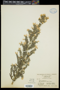 Echium vulgare image