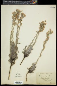 Echium vulgare image