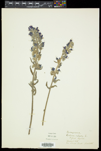 Echium vulgare image