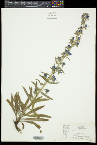 Echium vulgare image