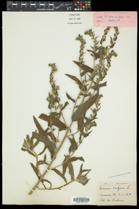 Echium vulgare image