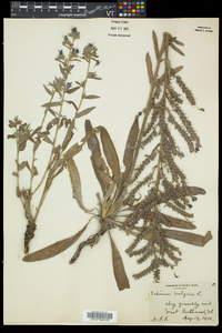 Echium vulgare image