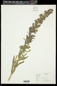 Echium vulgare image