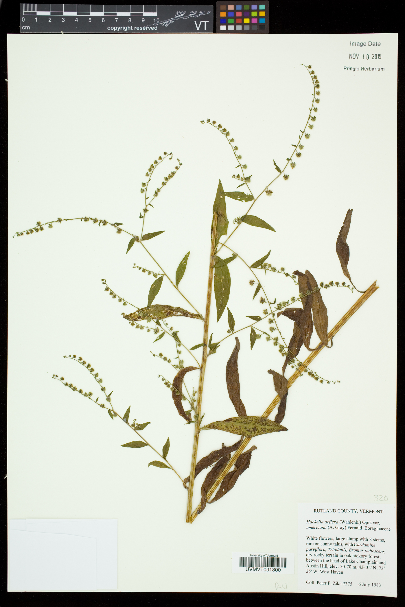 Hackelia deflexa subsp. americana image