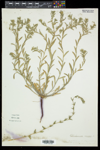 Buglossoides arvensis image