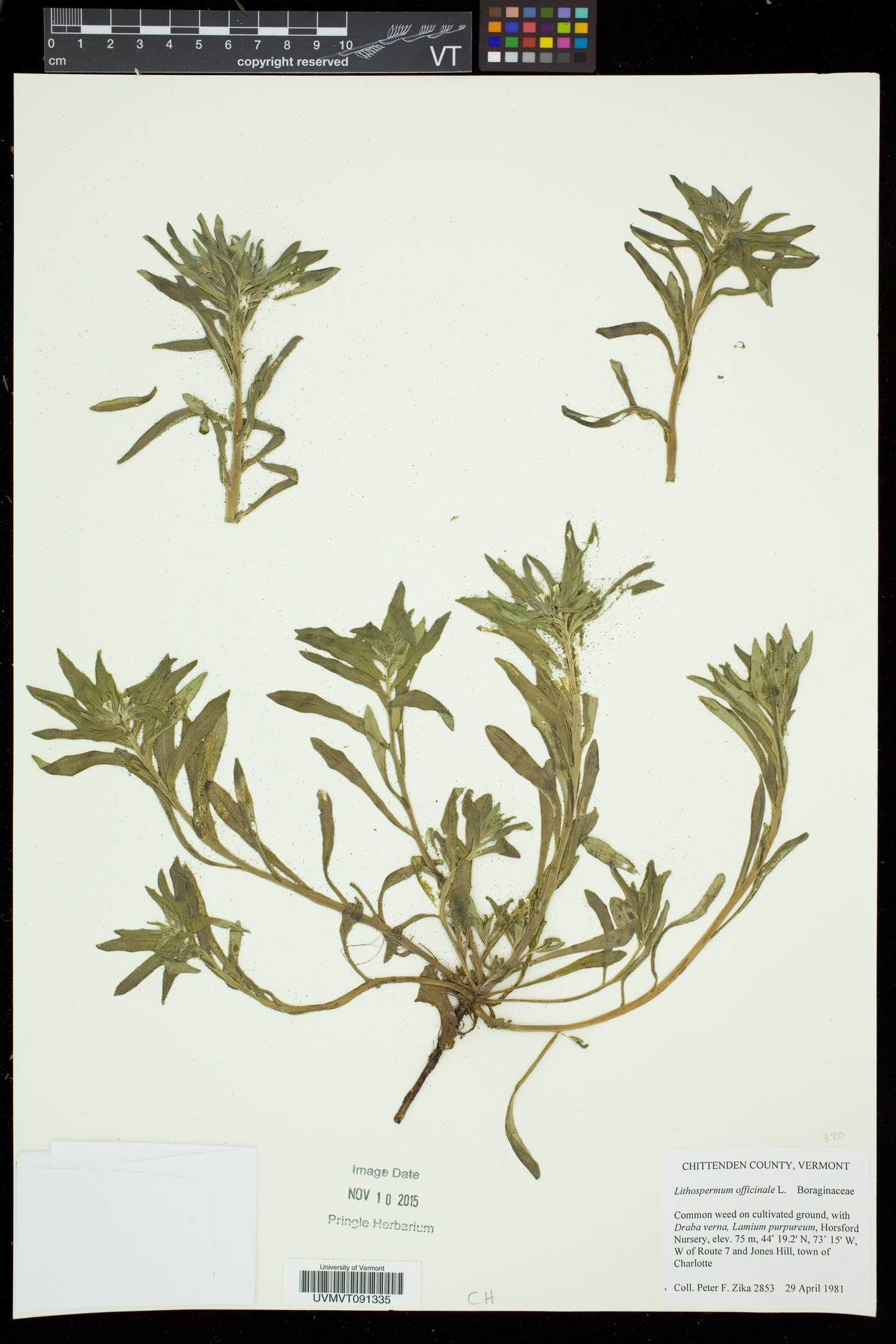Lithospermum officinale image