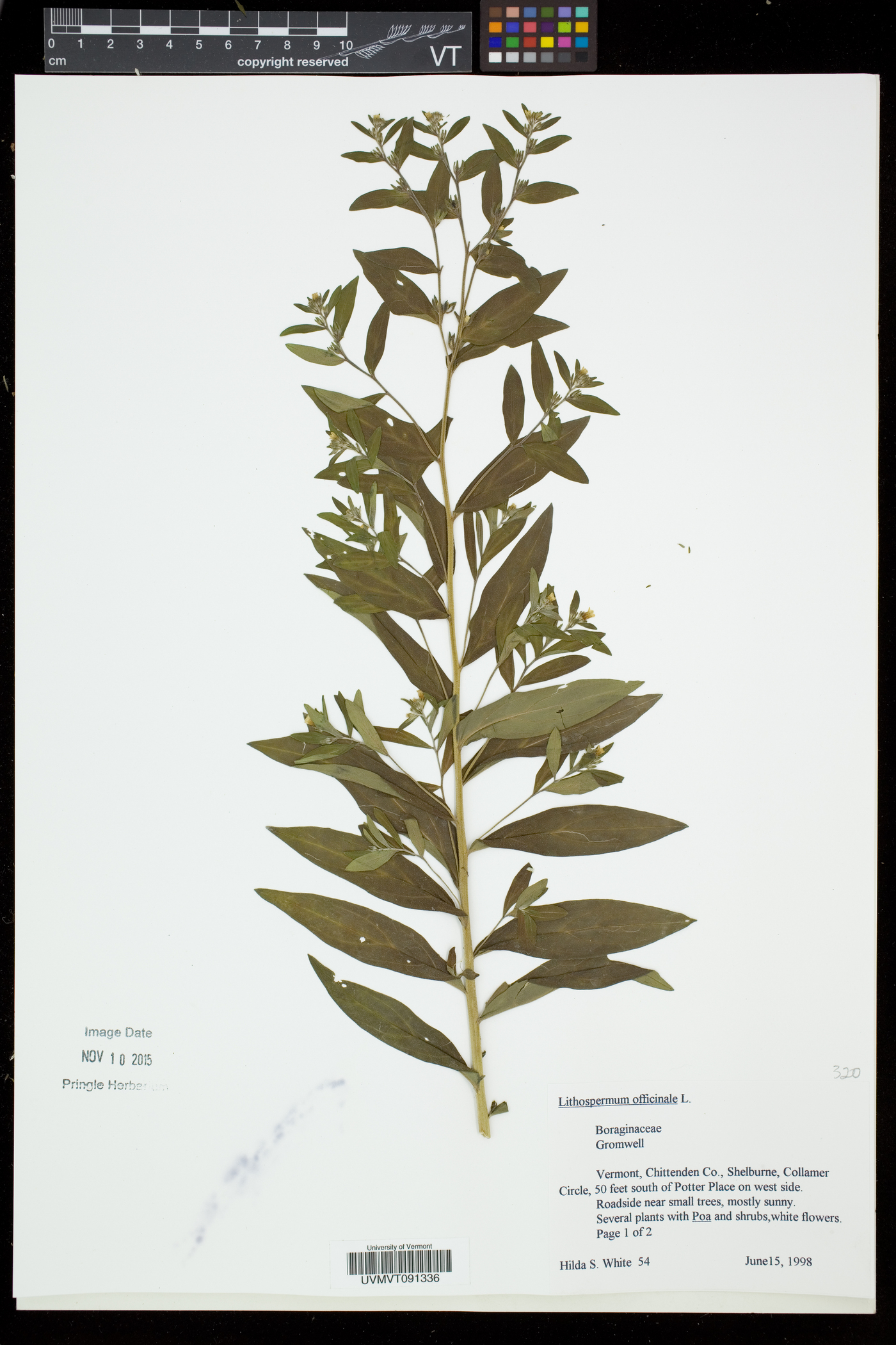 Lithospermum officinale image