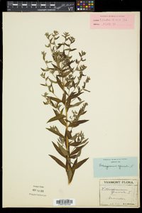 Lithospermum officinale image