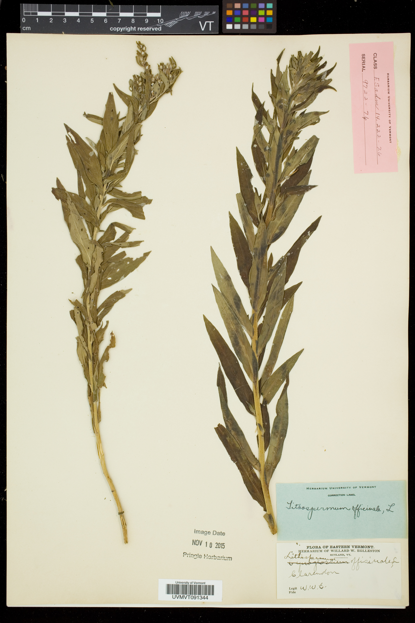 Lithospermum officinale image