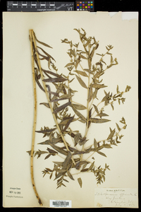 Lithospermum officinale image