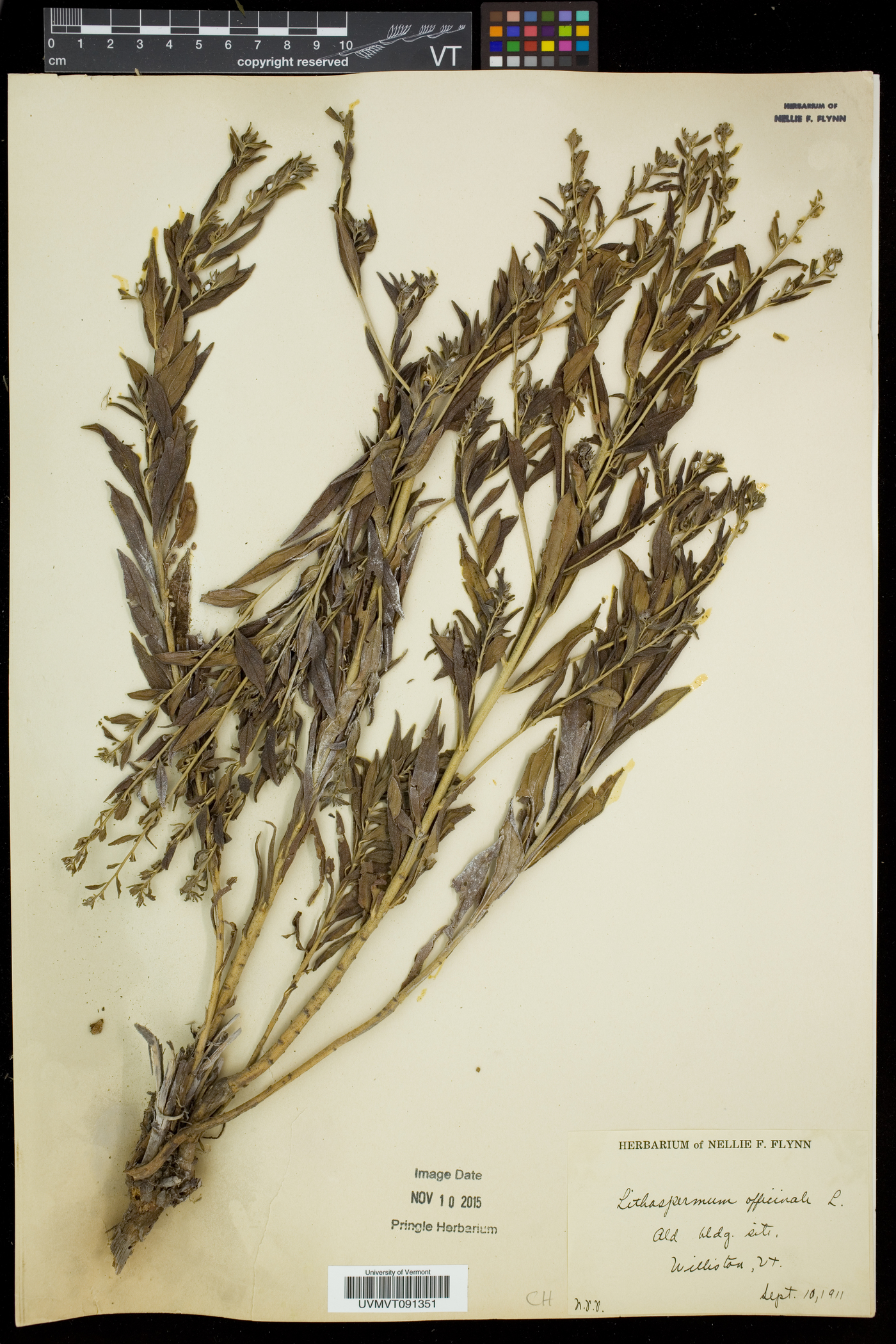 Lithospermum officinale image