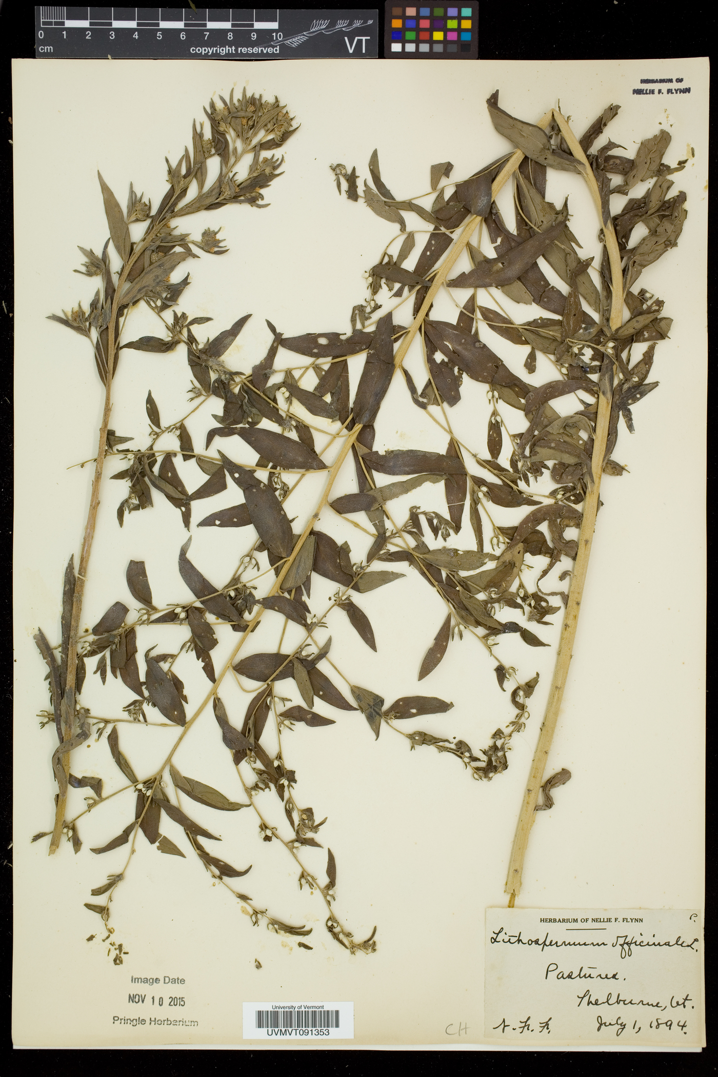 Lithospermum officinale image