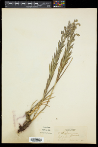 Lithospermum officinale image