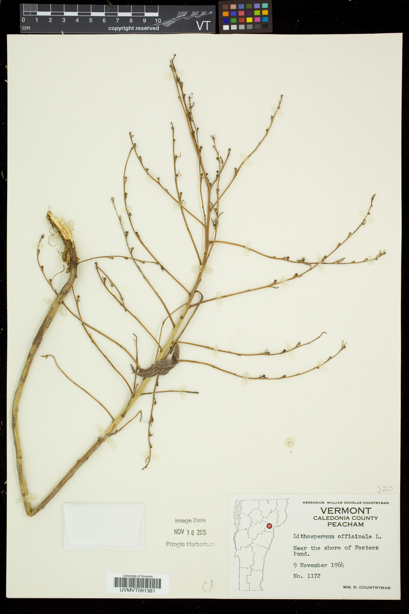 Lithospermum officinale image