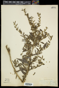 Lithospermum officinale image