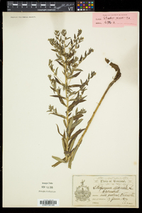 Lithospermum officinale image