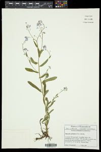 Myosotis sylvatica image