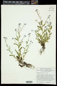 Myosotis sylvatica image