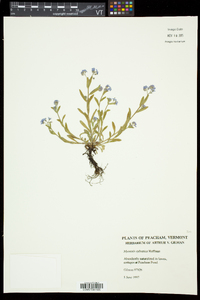 Myosotis sylvatica image