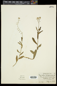 Myosotis scorpioides image