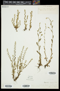 Myosotis verna image