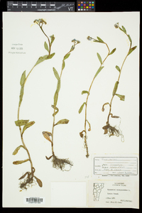 Myosotis scorpioides image