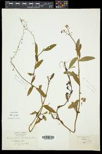 Myosotis scorpioides image